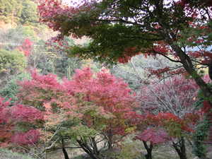 DSCN0295.jpg